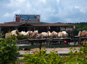 Vakantiepark met manege