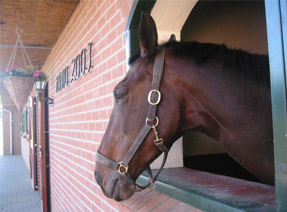 Vakantiepark met manege